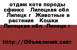 отдам кота породы сфинкс - Липецкая обл., Липецк г. Животные и растения » Кошки   . Липецкая обл.,Липецк г.